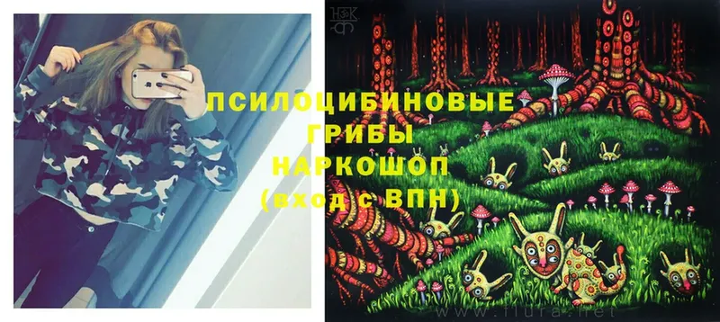 Псилоцибиновые грибы Psilocybe  blacksprut сайт  Киселёвск 